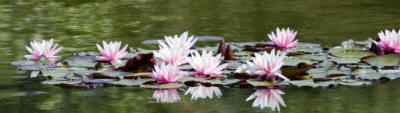 A beautiful group of water lilies